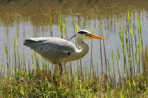Kavelruil maakt weg vrij voor natuur bij Paterswolde