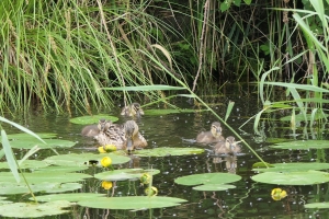 Waterplanten zorgen voor schoon water
