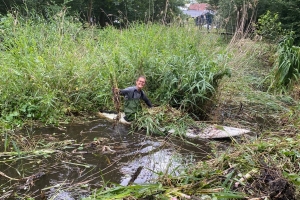 Helpt u bij het bestrijden van de grote waternavel?